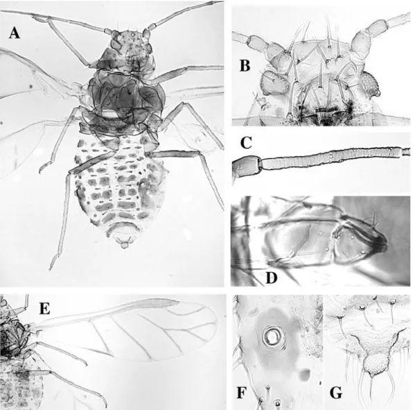 Fig. 65. Sipha flava alate. A body, B head, C antennal segment III, D rostral segments IV and V, E wings, F siphunculus, G cauda.