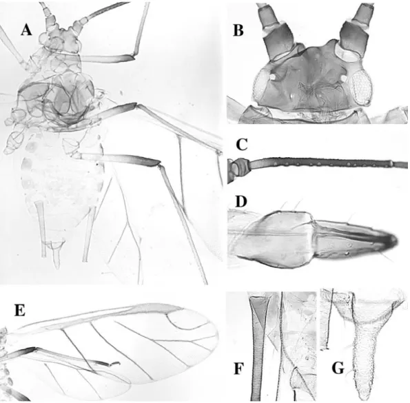 Fig. 58. Rhodobium porosum alate. A body, B head, C antennal segment III, D rostral segments IV and V, E wings, F siphun- siphun-culus, G cauda.