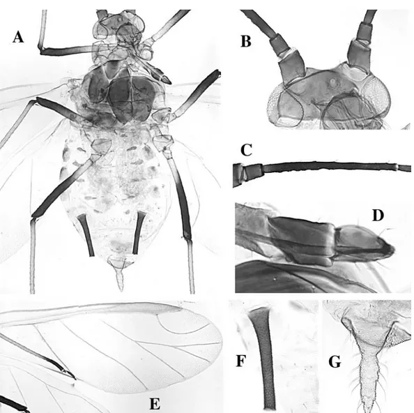 Fig. 66. Sitobion avenae alate. A body, B head, C antennal segment III, D rostral segments IV and V, E wings, F siphuncu- siphuncu-lus, G cauda.
