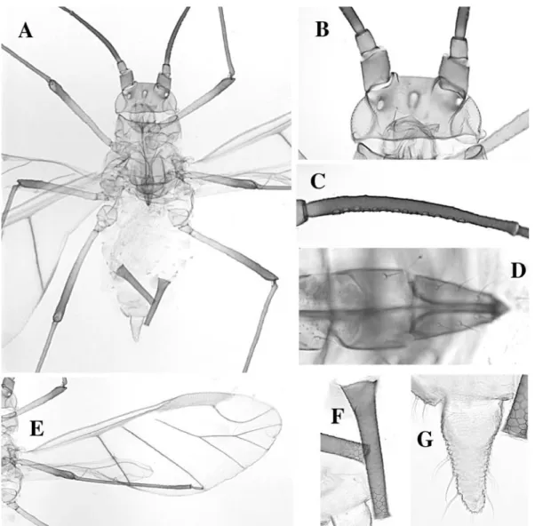 Fig. 67. Sitobion luteum alate. A body, B head, C antennal segment III, D rostral segments IV and V, E forewing, F siphun- siphun-culus, G cauda.