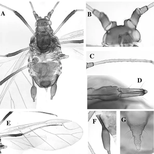 Fig. 59. Rhopalosiphoninus latysiphon alate. A body, B head, C antennal segment III, D rostral segments IV and V, E wings, F siphunculus, G cauda.