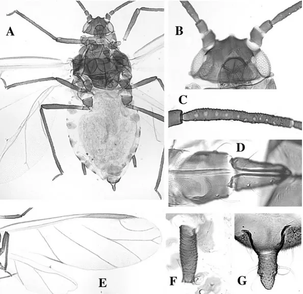 Fig. 60. Rhopalosiphum maidis alate. A body, B head, C antennal segment III, D rostral segments IV and V, E wings, F siphunculus, G cauda.