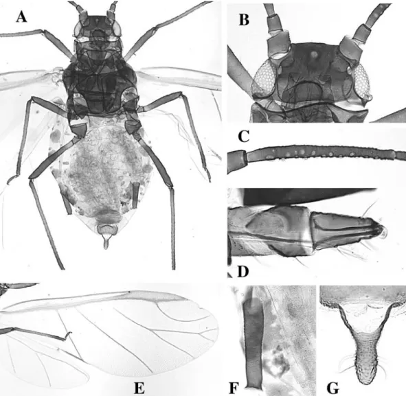 Fig. 61. Rhopalosiphum padi alate. A body, B head, C antennal segment III, D rostral segments IV and V, E wings, F siphun- siphun-culus, G cauda.