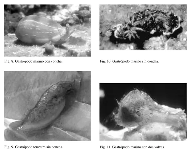 Fig. 9. Gastrópodo terrestre sin concha.