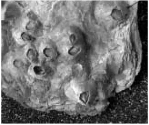 Fig. 16. Las planarias pueden ser confundidas con facili- facili-dad con moluscos, pero carecen de tentáculos y rinóforos, además suelen ser más rápidas que los moluscos y al  des-plazarse suelen formar más ondulaciones en los bordes de su cuerpo