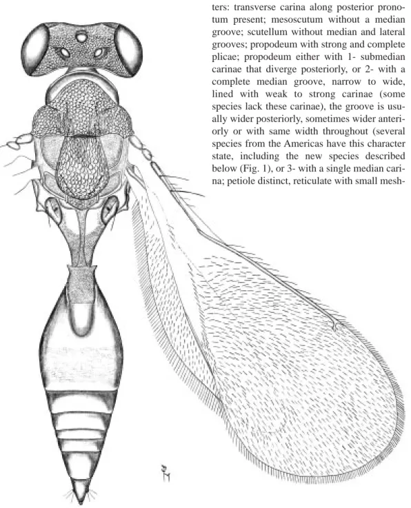 Fig. 1. Habitus of Pediobius nishidai sp. n. Holotype female. Length 2.5 mm.