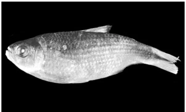 Fig. 3. Bryconamericus scleroparius. Lectotipo: BMNH 3.13: 30, 90.80 mm LE, hembra; Costa Rica, vertiente del Caribe, cuenca del río Parismina, río Iroquois.