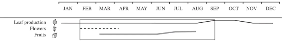 Fig. 6. Phenology of Cecropia latiloba on the Ilha de Marchantaria, Central Amazonian floodplains