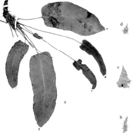 Fig. 8.  Elaphoglossum paxense (J. Solomon 14954, F):  a) Type specimen.  b) Stipe scale