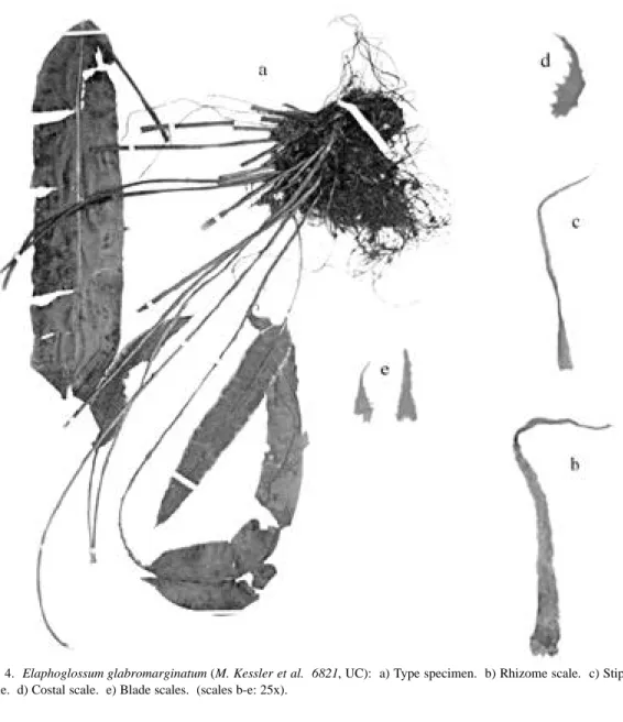 Fig. 4.  Elaphoglossum glabromarginatum (M. Kessler et al.  6821, UC):  a) Type specimen