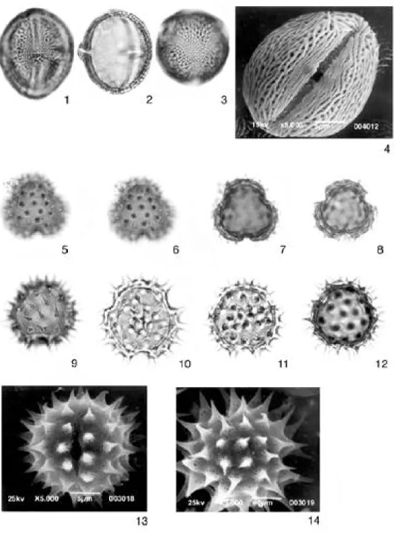 Fig. 1. (x 1,000 unless stated). Anacardiaceae. (1 to 4): Metopium brownei. 1,  tricolporate, thin longitudinal culpus and transversal culpus, exine semitectate and reticulate