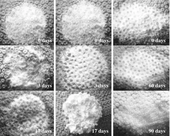 Fig. 4. Representative images showing the tissue regeneration mechanism at 0, 3, 17, 60 and 90 days