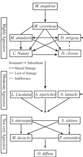 Fig. 3. Aggressive hierarchy obtained from aquarium con- con-ditions in corals from La Blanquilla Reef, VRS.