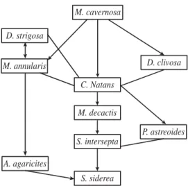 Fig. 5. Aggressive hierarchy obtained from natural obser- obser-vations in corals from La Blanquilla Reef, VRS.