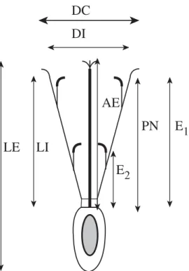 Fig. 1. Diagrama  floral de T. pasacana y parámetros to- to-mados para el estudio de la morfología floral