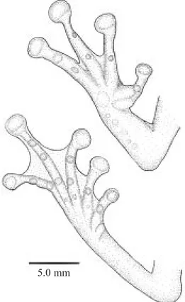 Fig. 2.Ventral view of hand (top) and foot (bottom) of ho- ho-lotype of Osteocephalus exophthalmus