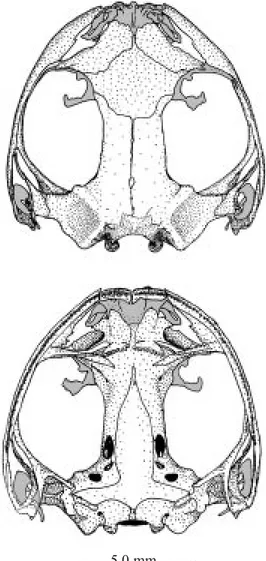 Fig. 3. Dorsal (top) and ventral (bottom) view of skull of holotype of Osteocephalus exophthalmus