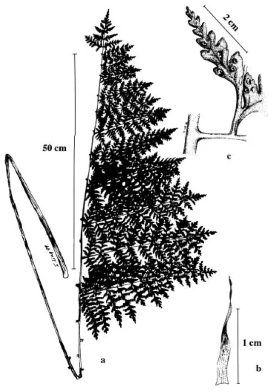 Fig. 1. Dryopteris flaccisquama (A. Rojas 1 481):  a) Hoja. b) Escama del rizoma. c) Porción de una pinna terciaria.