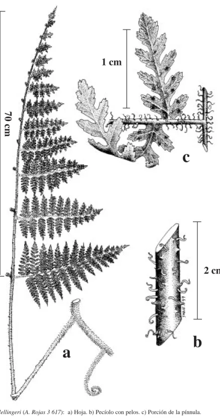 Fig. 2. Hypolepis lellingeri (A. Rojas 3 617):  a) Hoja. b) Pecíolo con pelos. c) Porción de la pínnula.