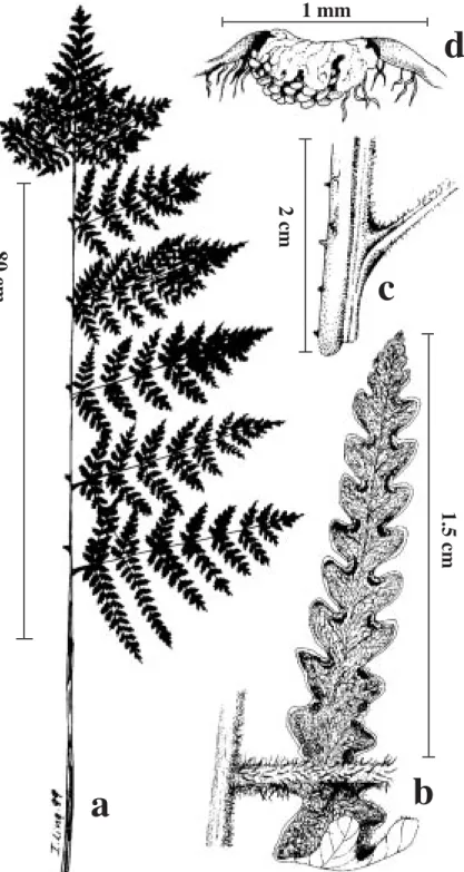 Fig. 3. Hypolepis moraniana (L. Gómez et al.  21 786): a) Hoja. b) Porción de una pinna terciaria