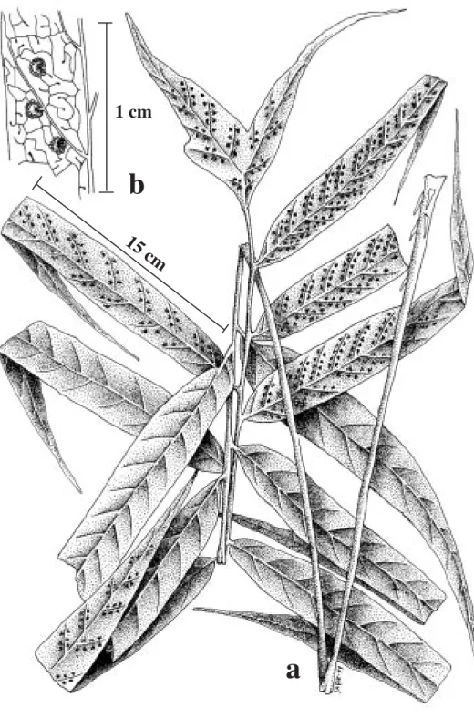 Fig. 5. Tectaria longipinnata (B. Hammel y D’Arcy 4 968): a) Hoja. b) Nervadura.