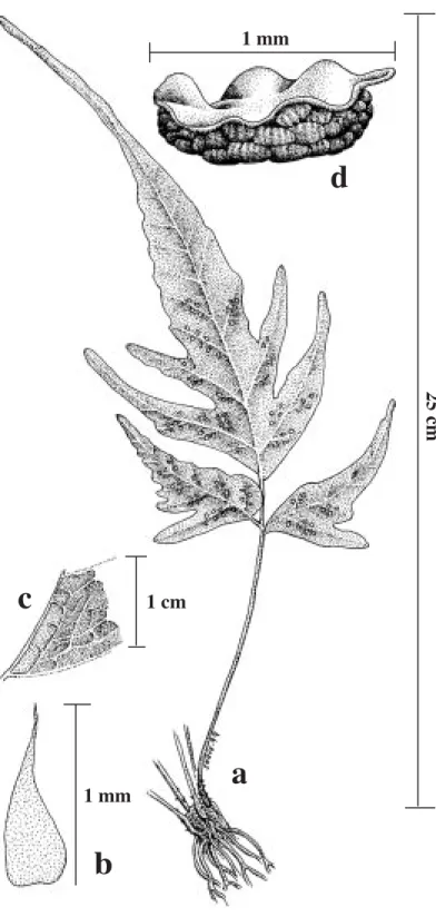Fig. 4. Tectaria faberiana (A. Rojas y A. Soto 4 602): a) Hábito. b) Escama del rizoma