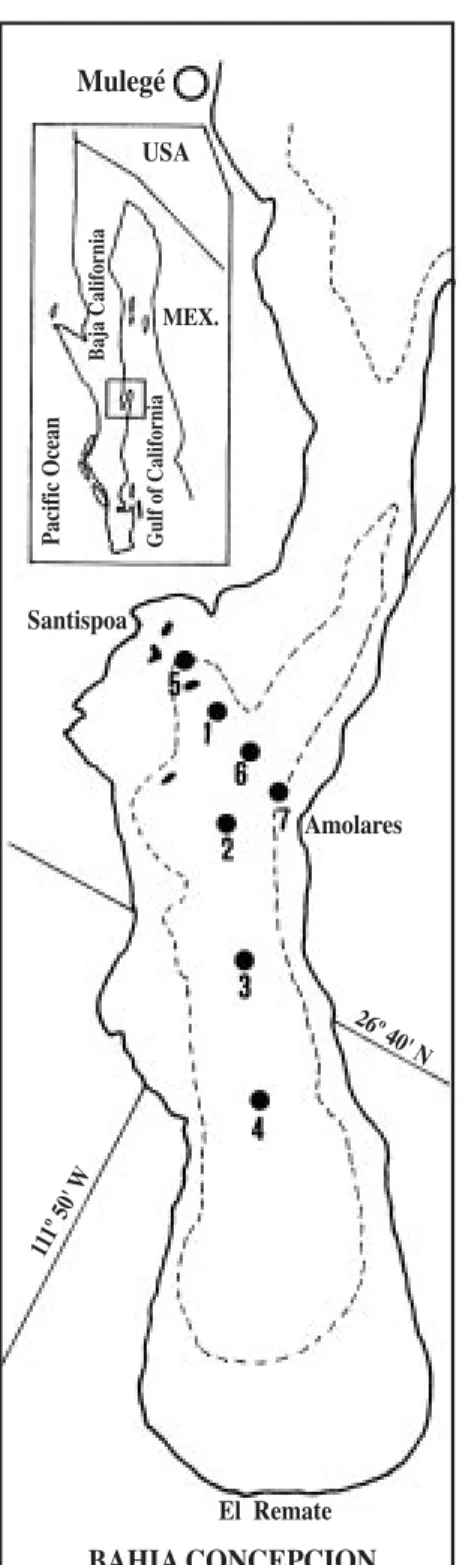 Fig. 1. Bahía Concepción, sampling stations and 24-m iso- iso-bath. Stations 1, 2, 3 and 4 represent the central axis.