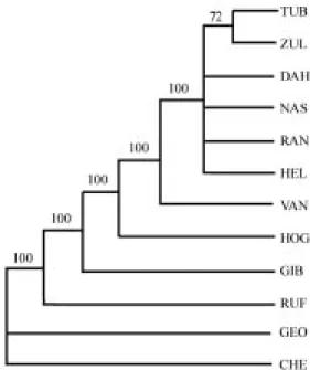 Fig. 2. Strict consensus tree of relationships of toadheads, based on maximum parsimony analysis (PAUP 3.1) of 18 characters coded in Table 1 (based on data in Appendix B).
