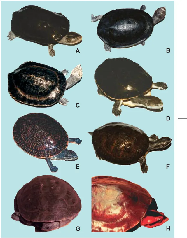 Fig. 7. Toadheads of the genera Bufocephala, Mesoclemmys, Phrynops, Ranacephala and Rhinemys: A) B
