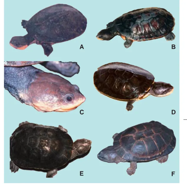 Fig. 8. Toadheads of the genus Batrachemys: A) B. dahli; (photo courtesy of Reptilia Magazine); B) B