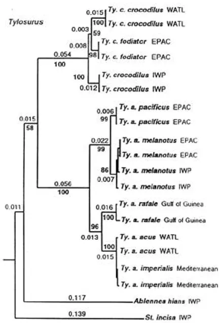 Fig. 2. Monophyletic subtree based on neighbor-joining analysis of K2p distances derived from mitochondrial ATPase8, 6 genes