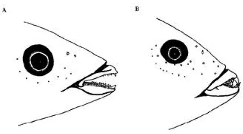 Fig. 5. Right lateral view of head. (a) Halichoeres raisneri, holotype, USNM 357795, 90.0 mm SL; (b) Halichoeres dispilus, USNM 321501, 106 mm SL.