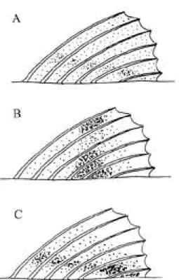 Fig. 3.  Diagrams of first dorsal fin pattern in (A) Bathy - -gobius ramosus, (B) B. andrei, and (C) B