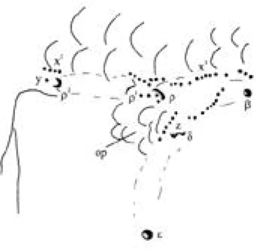Fig. 6.  Opercular scales (op) and associated structures (sensory papillae and canal pores) in holotype of Gobius arundelii, male, 59 + 18 mm (MCZ 28289), Clipperton Island