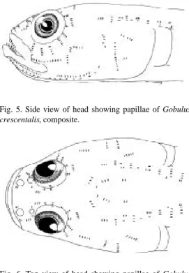 Fig. 5. Side view of head showing papillae of Gobulus crescentalis, composite.