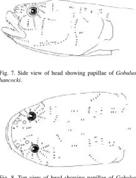 Fig. 7. Side view of head showing papillae of Gobulus hancocki.