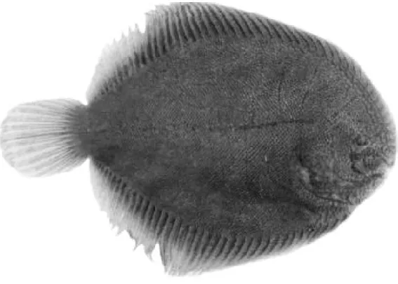 Fig. 4.   Trinectes opercularis, UCLAW51-283, 52.5 mm.