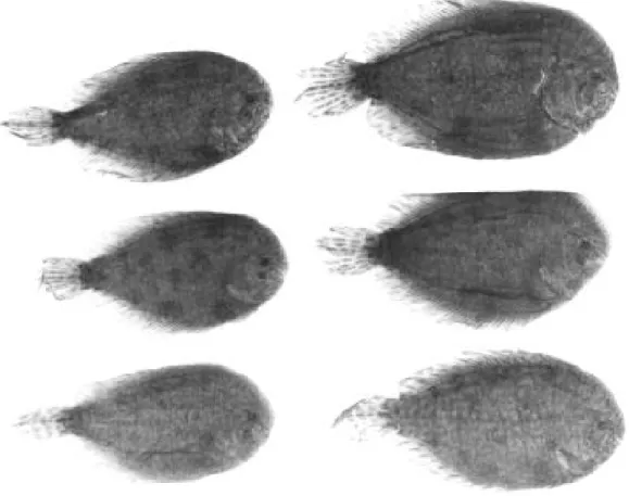 Fig. 6.   Trinectes fluviatilis, USNM 81668, 6(30-39 mm).