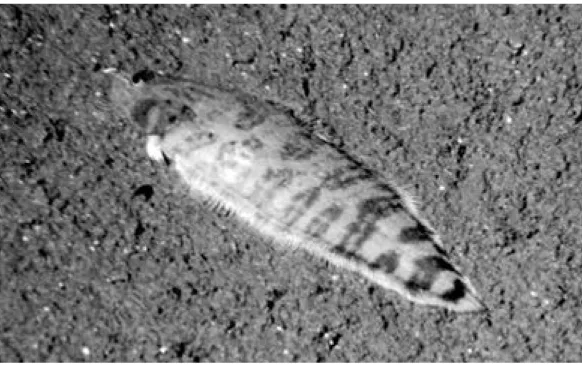 Fig. 2.  Symphurus diabolicus, photographed in situ at 685 m off Cabo Rosa, Isabela Island, Galápagos Archipelago.