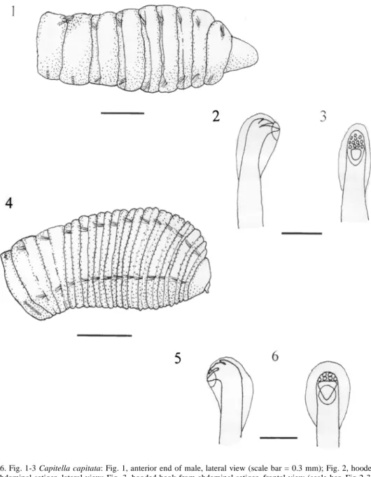 Fig. 1-6. Fig. 1-3 Capitella capitata: Fig. 1, anterior end of male, lateral view (scale bar = 0.3 mm); Fig