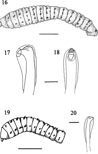 Fig. 16-20. Fig. 16-18 Mastobranchus variabilis: Fig. 16, anterior end, lateral view (scale bar = 1.0 mm); Fig