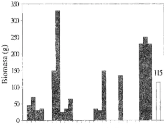 Fig.  2.  Colony  density  (colonies/20  m  of  mangrove  perimeter) per border, and for each sampling station (1 to  31) in Río Lagat·tos (up in the Fig