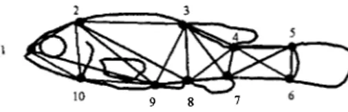 Fig.  1�  Truss  network  to  species  of ¡[yodon.  Numbered  points  represent  landmarks;  interlandmark  distances  defi­