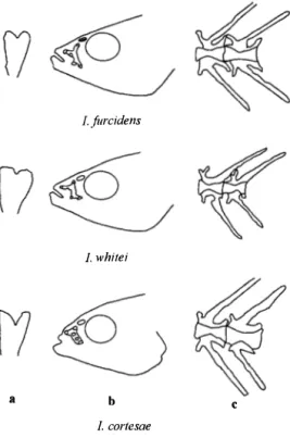 Fig.  5.  Caracteres diagnósticos de  llyodon  a) dientes b) lí­
