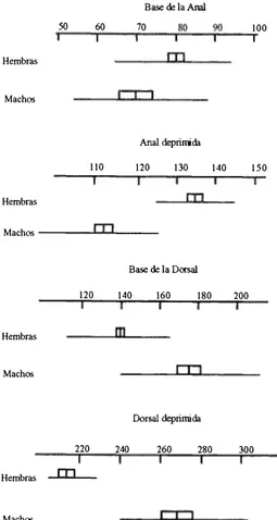 Fig.  7.  Comparación  de  sexos  de  la nueva especie  Fig.  7.  Comparison of sexes  for the new  species 