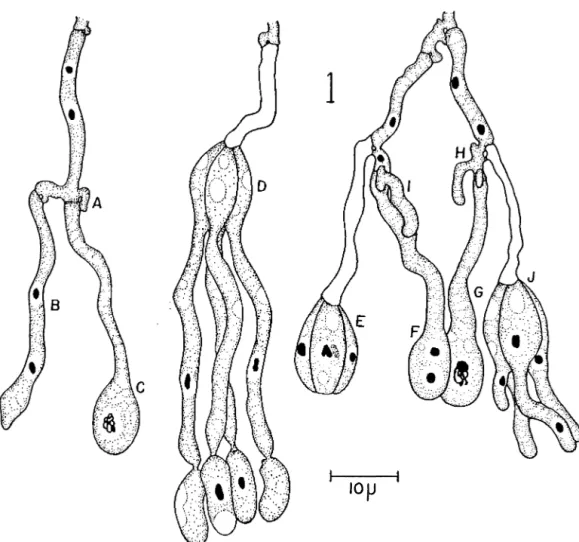 Fig.  1.  Myxarium nuc/eatum Wallroth. A-fíbula  basal,  B- probasidio inmaduro, dicariótico, C- probasidio diploide, D- basidio  casi maduro con pedículo sin núcleos
