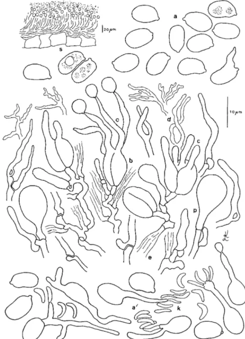 Fig.  4.  Myxarium laccatum.  a- esporas, a' - esporas con  germinación  &#34;onidia!,  b- basidios,  c- esterigmas,  d- dicariofisas,  e- basidio caduco,  k - conidios, p- probasidio, s- sección de fructificación