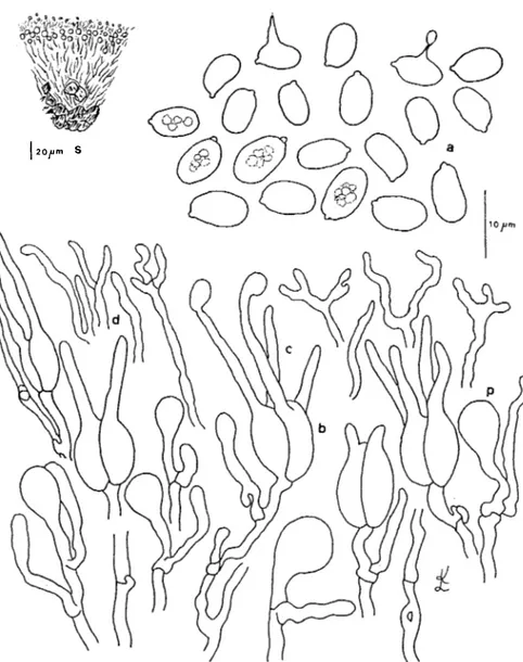 Fig.  5.  Myxarium  mesomorphum.  A- esporas,  h- basidio.  c- esterigmas,  d- dicariofisas,  p- probasidio,  s- sección  de  basidioma