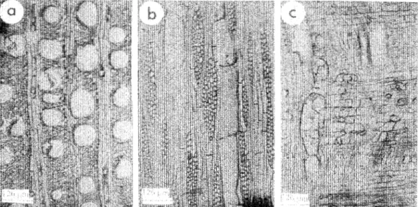 Fig. 3. Transverse section (left),  tangential  section  (centre), radial section (right)