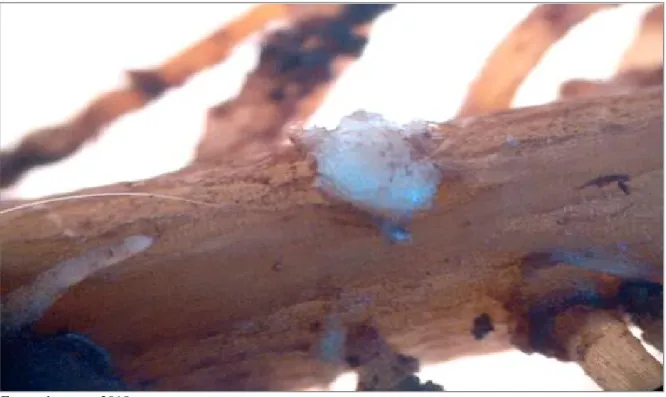 Figura 1- Estrutura primária da formação de rizóbios em raiz de leucena, captada pelo microscópio lupa      estereoscópio, após 160 dias após a emergência (DAE).